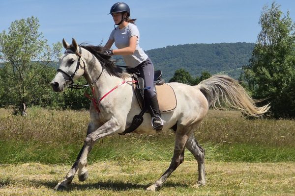 Machaon_riding