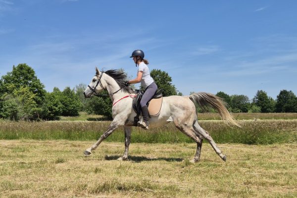 Machaon_riding2
